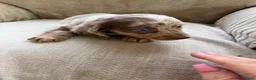 Miniature Dachshund dogs for sale: Kc registered miniature dashhound long haired  - Advert 4