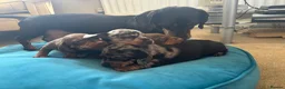 Miniature Dachshund dogs for sale: 4 Gorgeous Miniature Dachshund puppies - Advert 7
