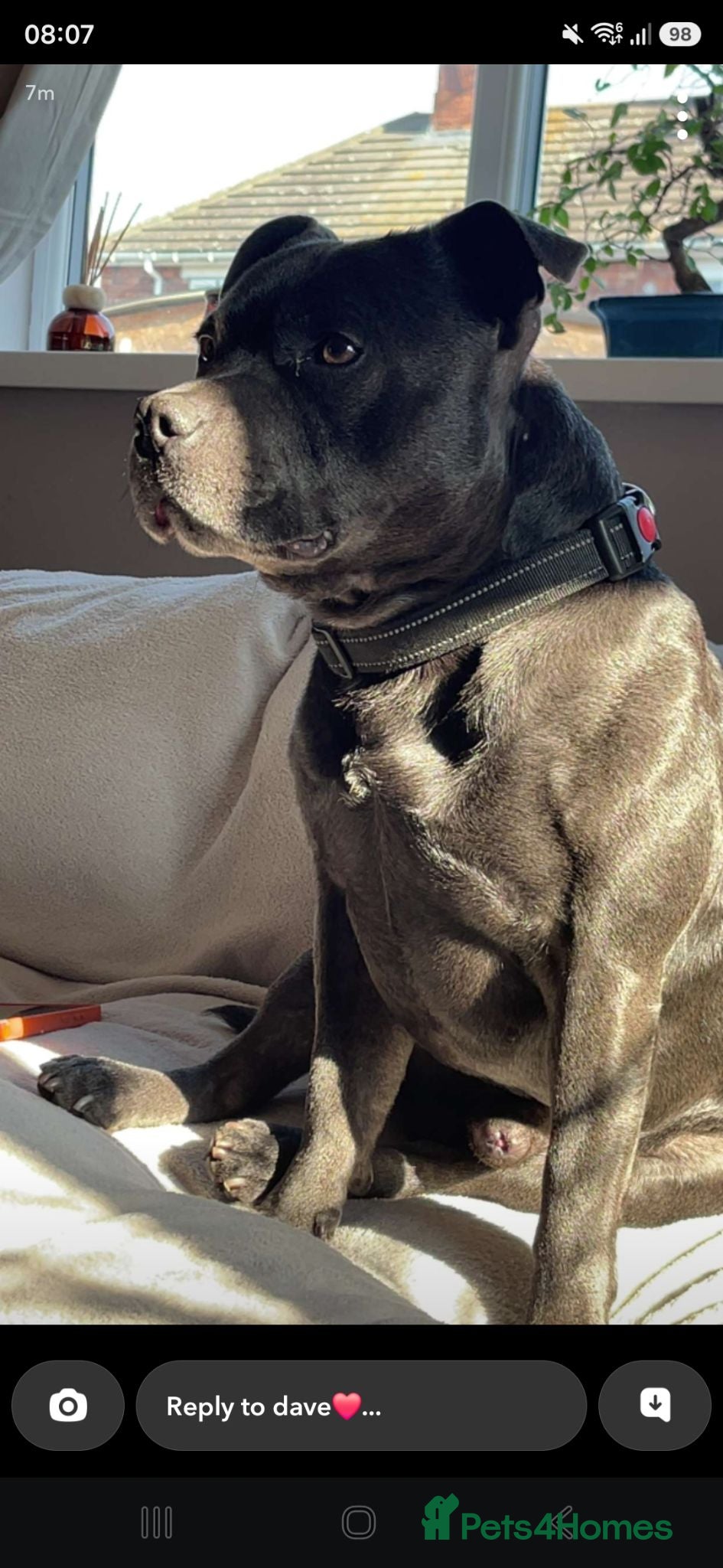 Staffordshire Bull Terrier dogs Pure blue Staffordshire territory for STUD - Advert 1