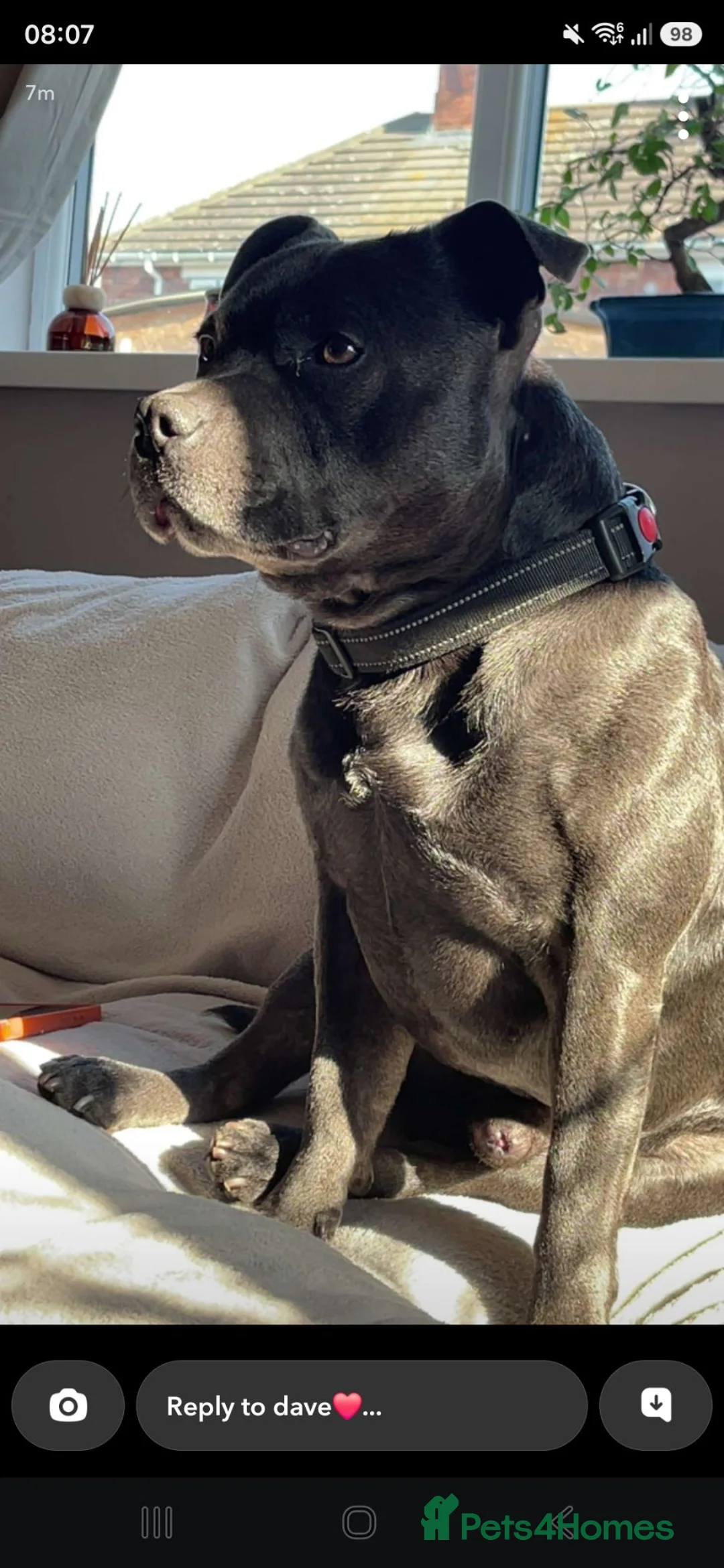 Staffordshire Bull Terrier dogs for stud: Pure blue Staffordshire territory for STUD - Advert 1