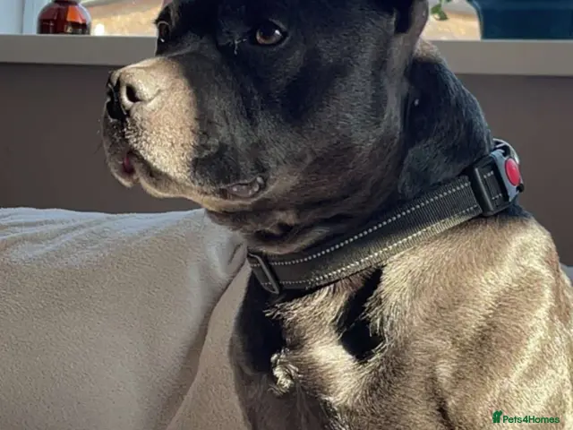Staffordshire Bull Terrier dogs for stud: Pure blue Staffordshire territory for STUD - Advert 1