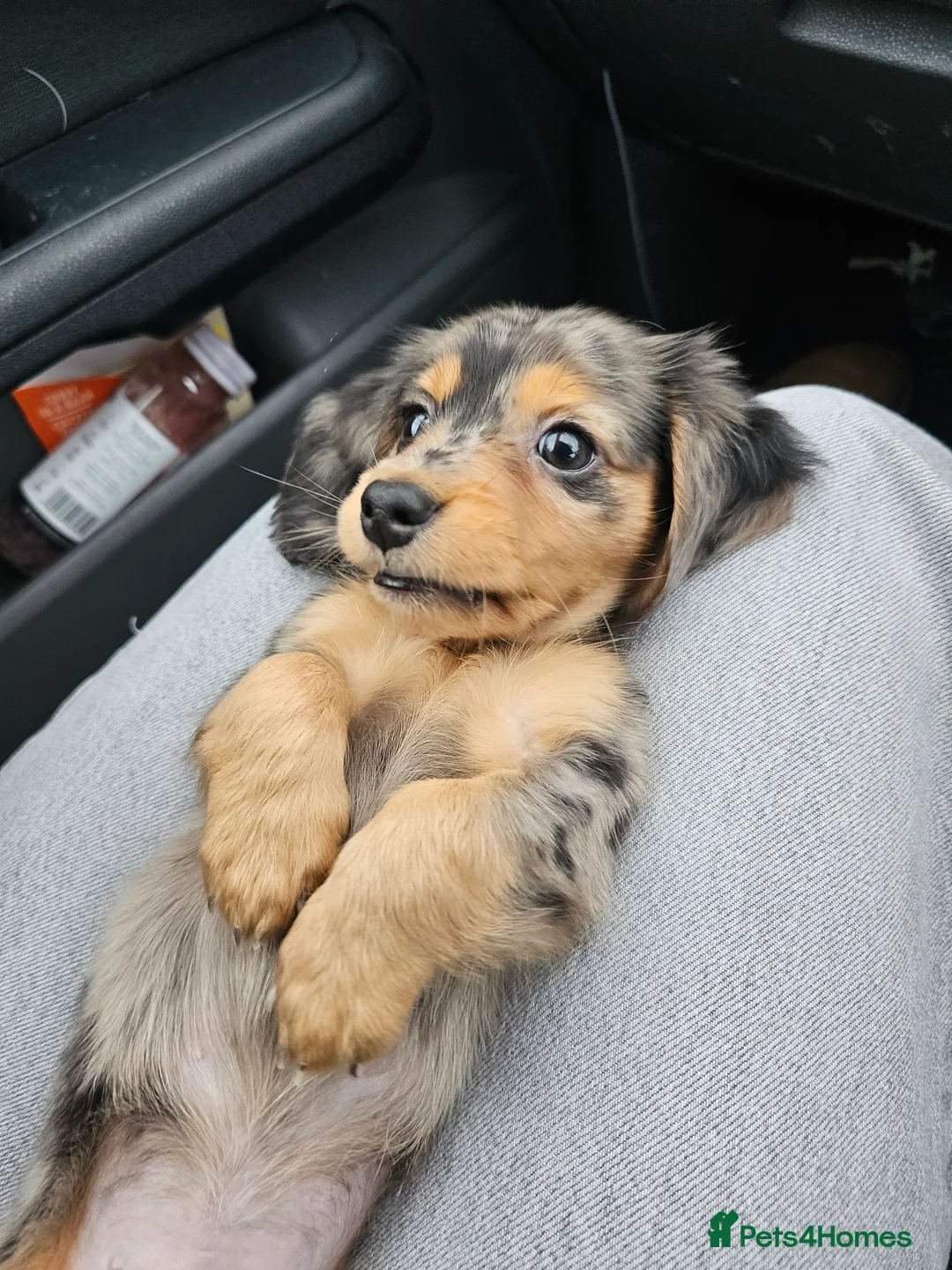 Dachshund dogs for sale: Beautiful Dashchund - Advert 2