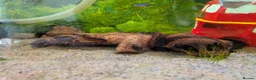 Platies fish for sale: Complete 165L Planted Aquarium Setup + Stock in Herne Bay - Advert 8