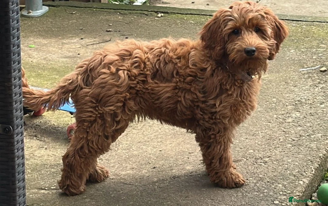 Cockapoo dogs for sale: Female Cockapoo - Advert 5