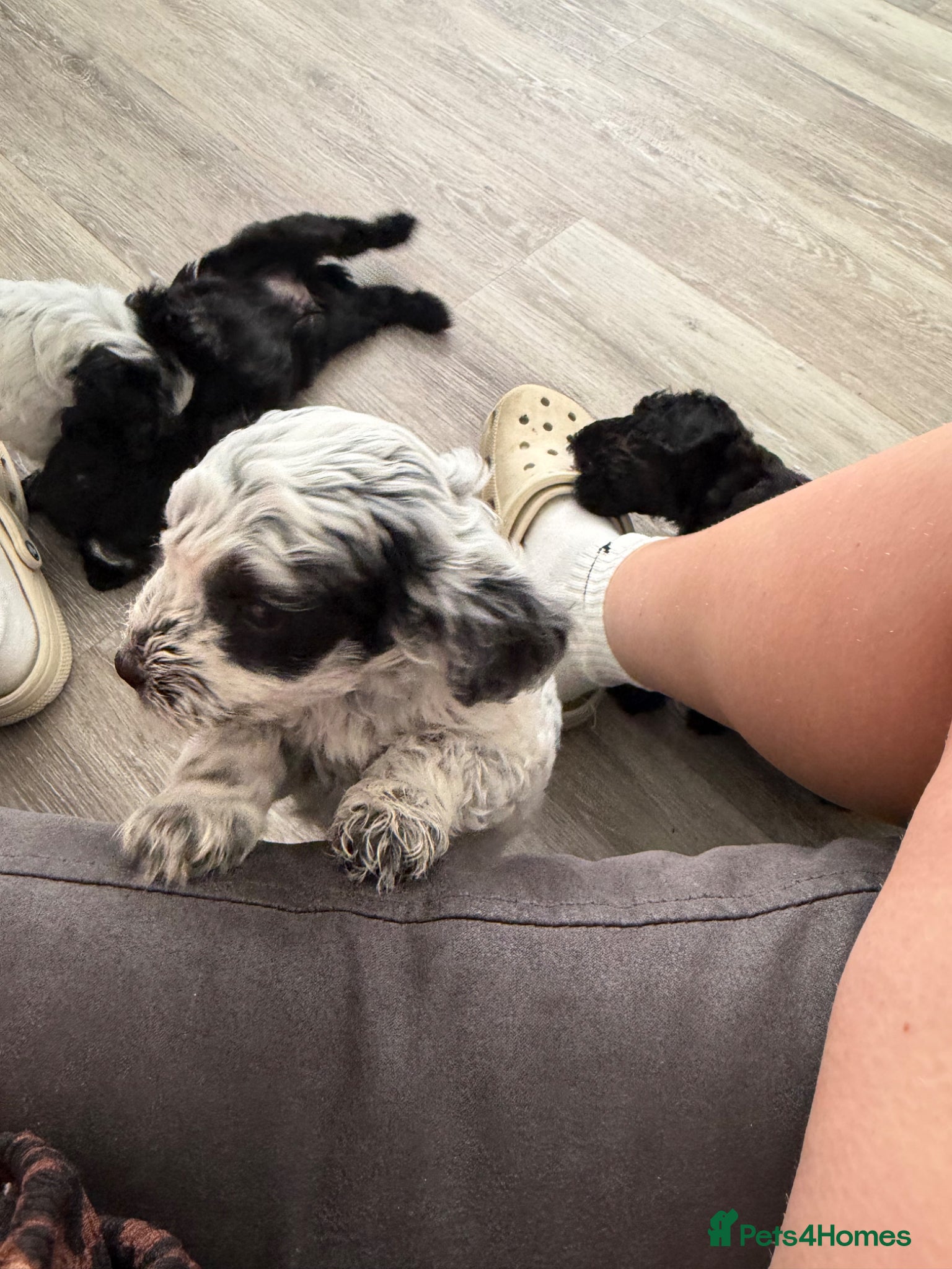 Mixed Breed dogs for sale: Jackapoo Puppies - Advert 7