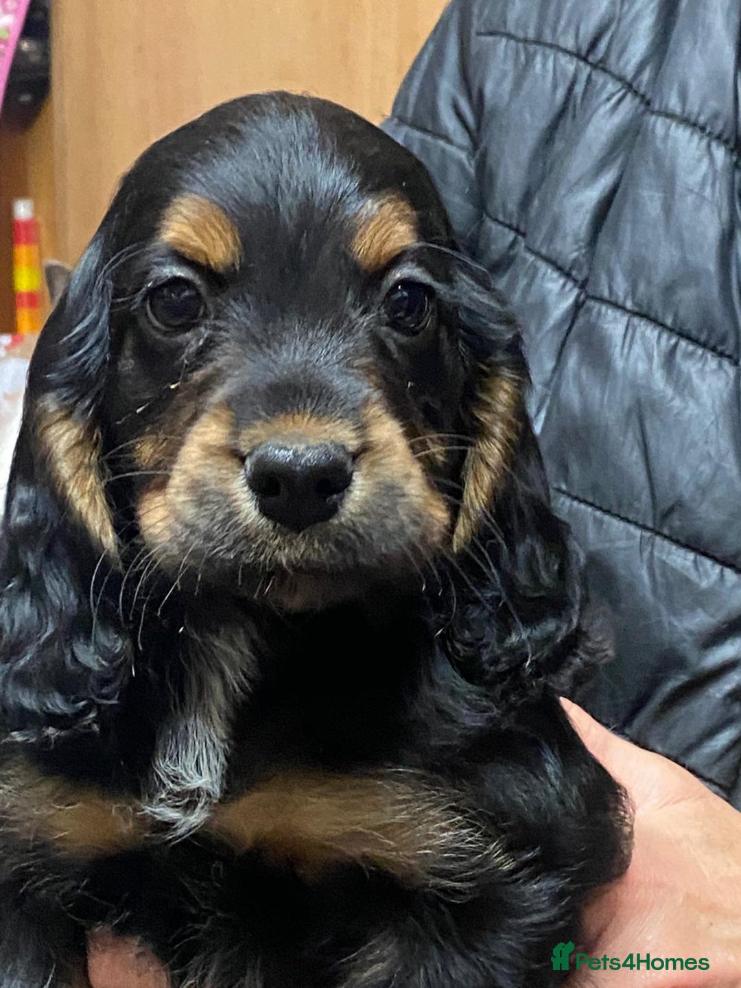Cocker Spaniel dogs for stud: Stunning  Cocker Spaniel for stud in Northwood - Advert 21