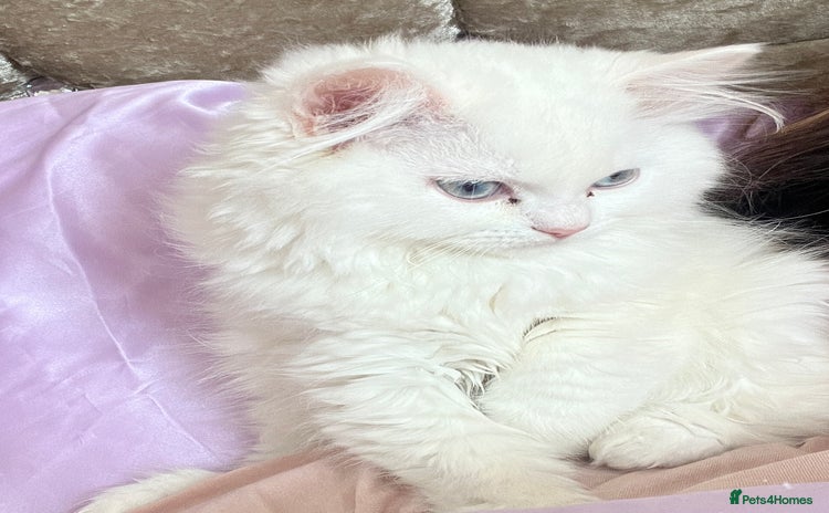 Persian cats - Advert 4