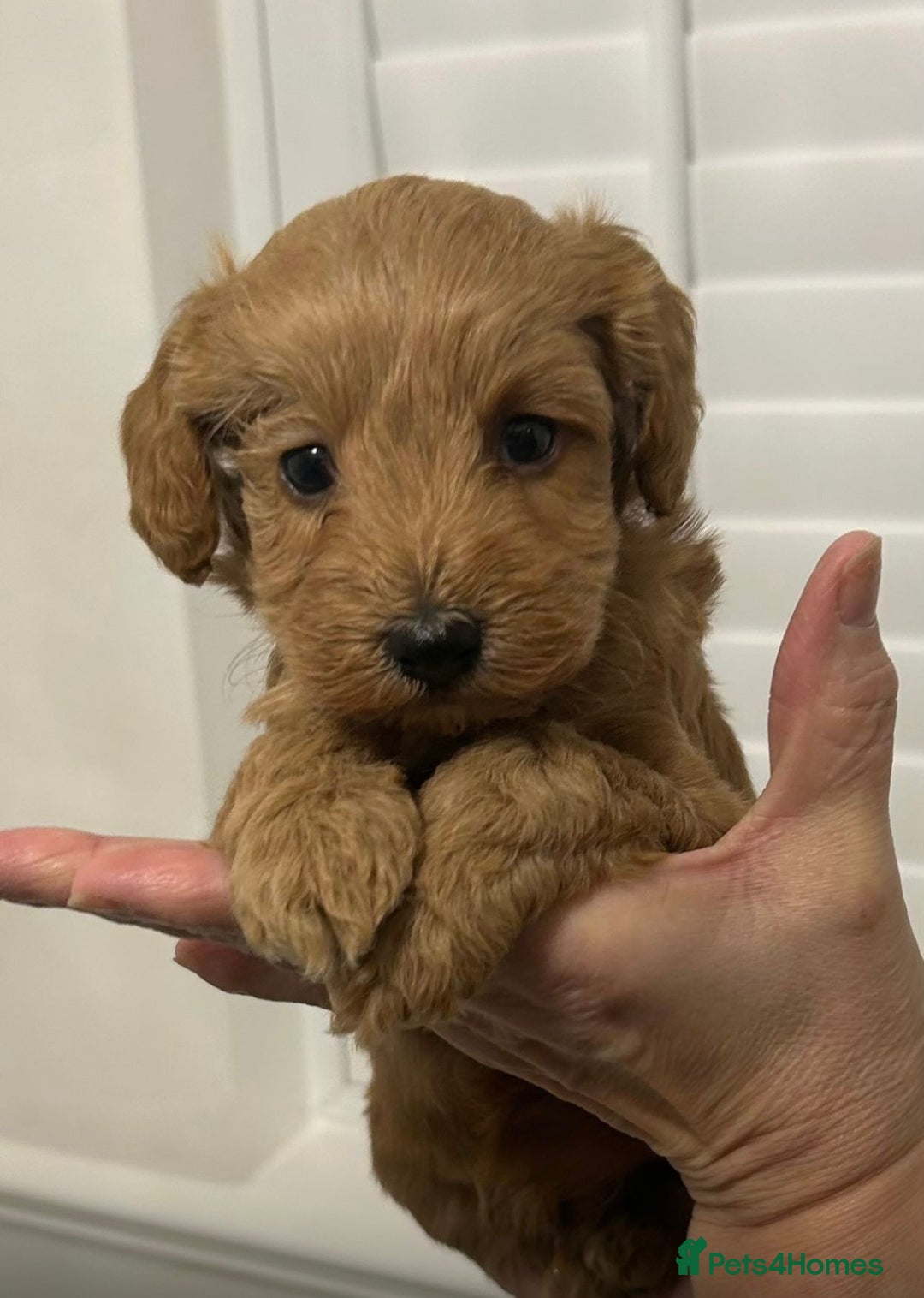 Cockapoo dogs for sale: F1 Cockapoo red and  Black  - Image 1