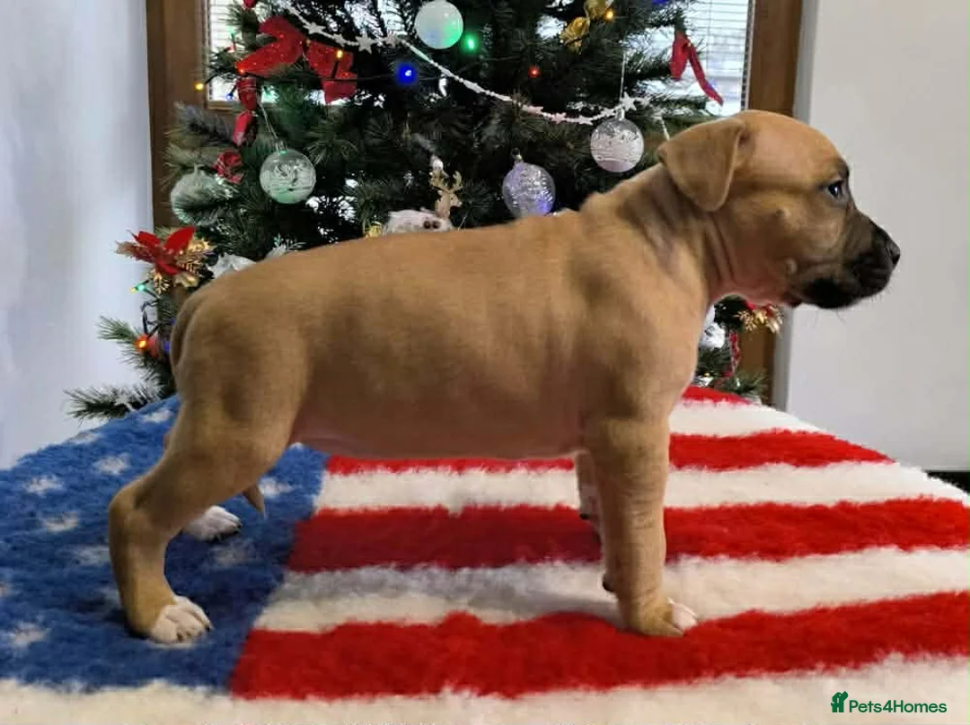 Staffordshire Bull Terrier dogs for sale: ❤️ beautiful Staffordshire puppies 🐶 - Advert 11