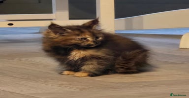 Maine Coon cats - Advert 7