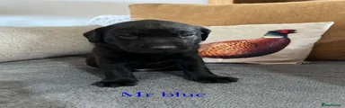 Labrador Retriever Puppy 1