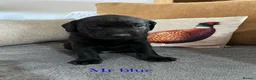Labrador Retriever dogs for sale: Last male pup! Stunning KC Registered working lab. - Advert 21