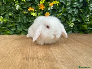 Mini Lop rabbits Mini lops ( Est since 2014 )ready 14th Feb - Advert 4