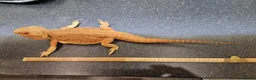 Bearded Dragon reptiles for sale: Red leather back bearded dragon  in Exeter - Advert 5