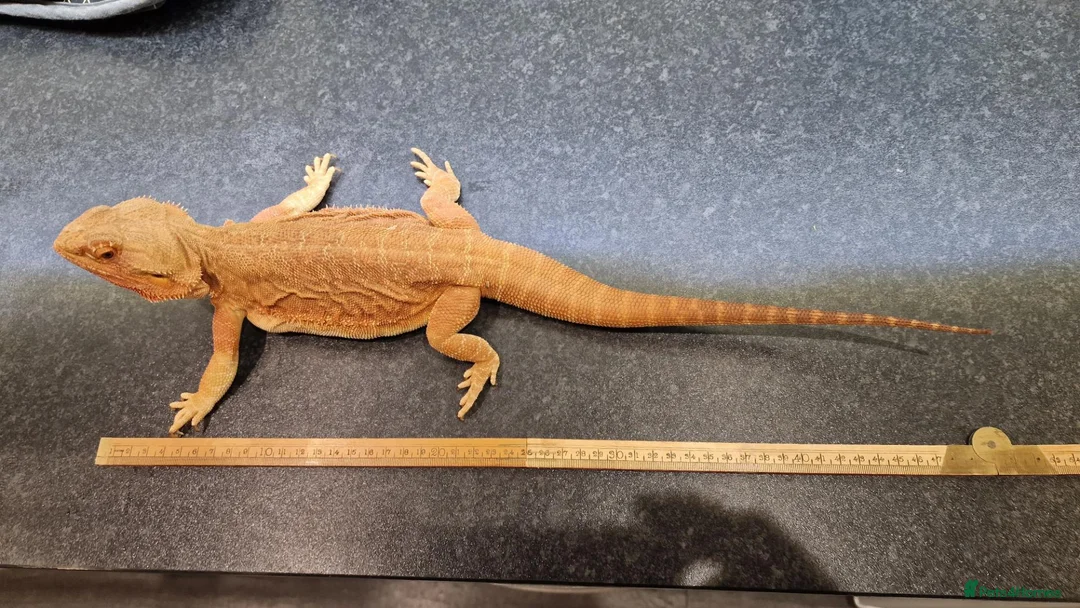 Bearded Dragon reptiles for sale: Red leather back bearded dragon  in Exeter - Advert 5