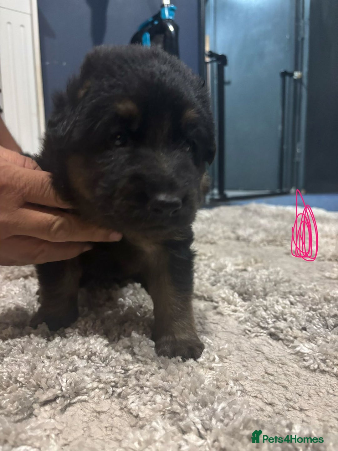 German Shepherd dogs for sale: German Shepherd Puppy's  - Advert 14