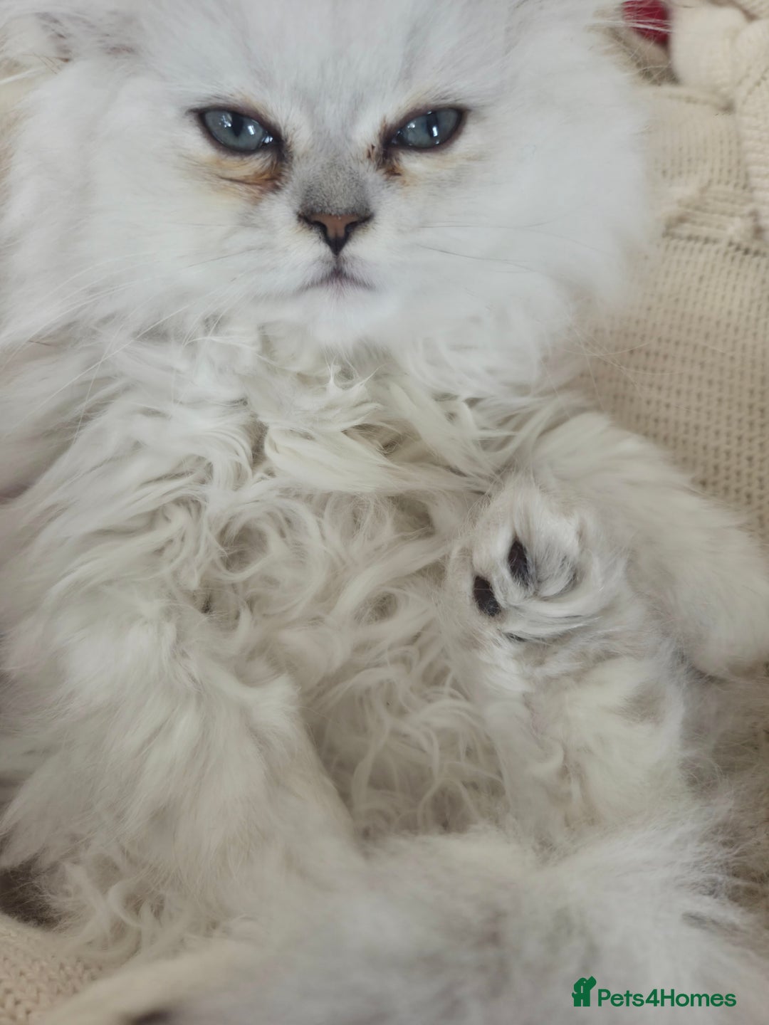 Persian cats for sale: Silvertip Chinchilla Persian- Boy & Girl Available - Advert 5