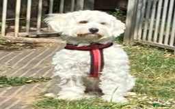 Maltipoo dogs for sale: NEW FAMILY FOR SUPER MALTIPOO BOY - Image 8