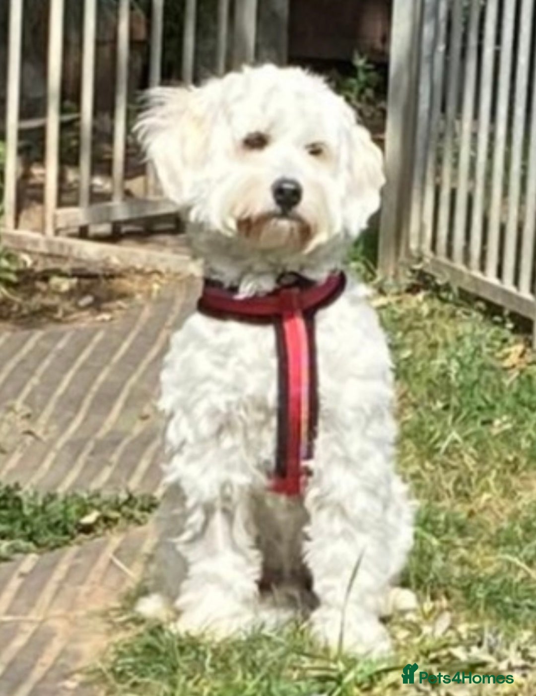 Maltipoo dogs for sale: NEW FAMILY FOR SUPER MALTIPOO BOY - Image 8