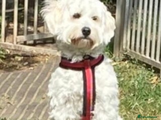 Maltipoo dogs - Advert 11