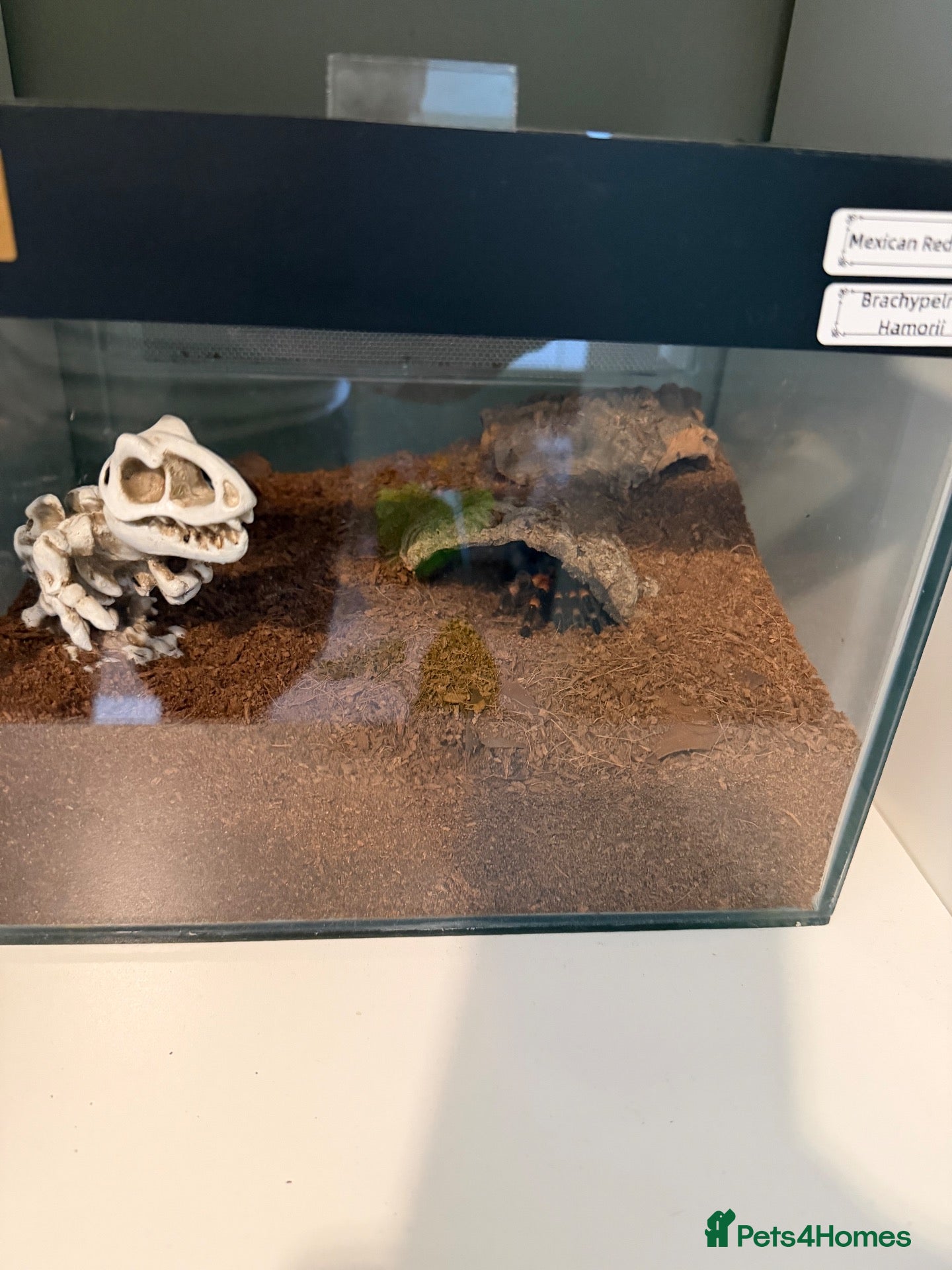 Tarantulas invertebrates Mixed tarantulas  - Advert 1