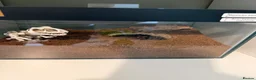 Tarantulas invertebrates for sale: Mixed tarantulas  - Advert 1