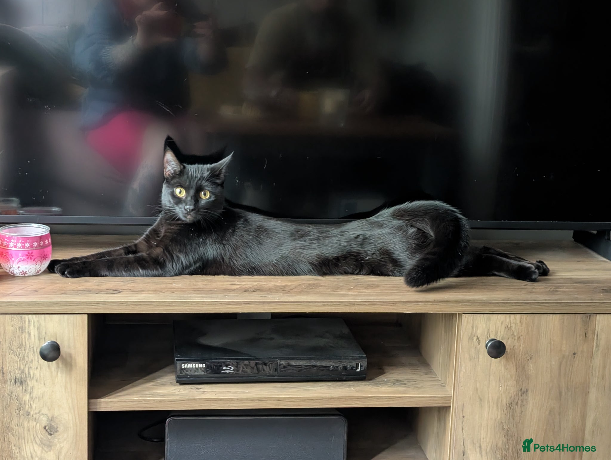 Mixed Breed cats Lovely Runa - Advert 1