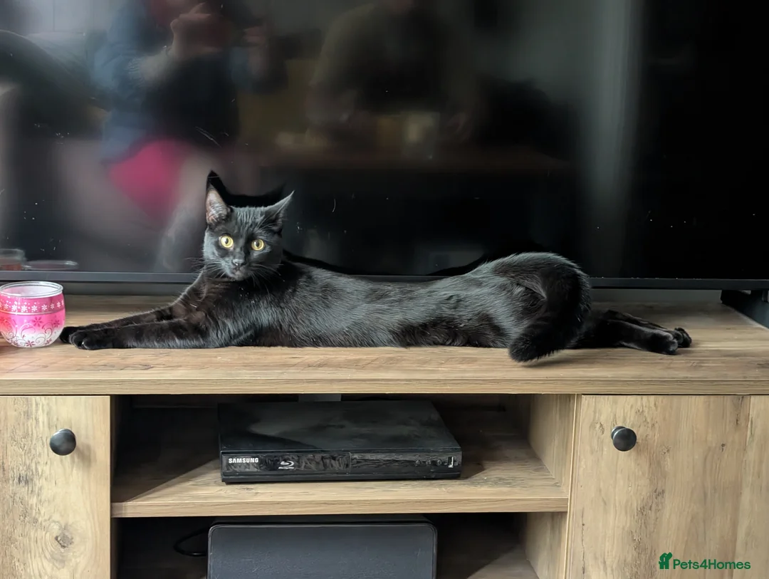 Mixed Breed cats for sale: Lovely Runa - Advert 1