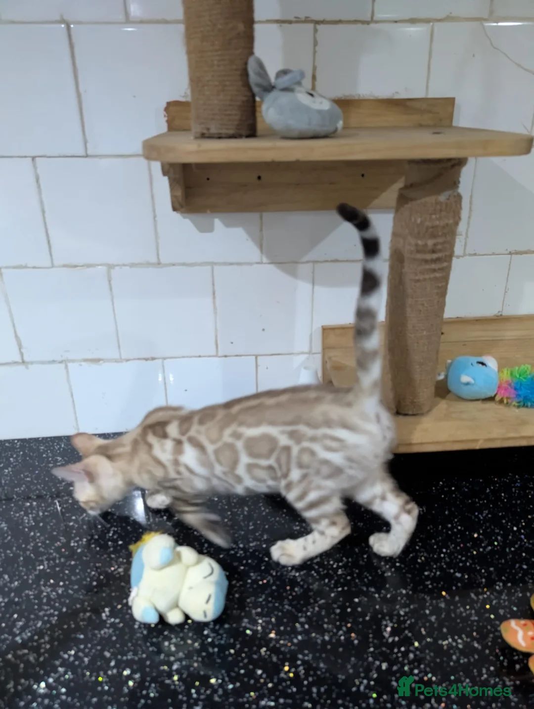 Bengal cats for sale: 🔥✨Pedigree TICA-Registered Bengals - Advert 17
