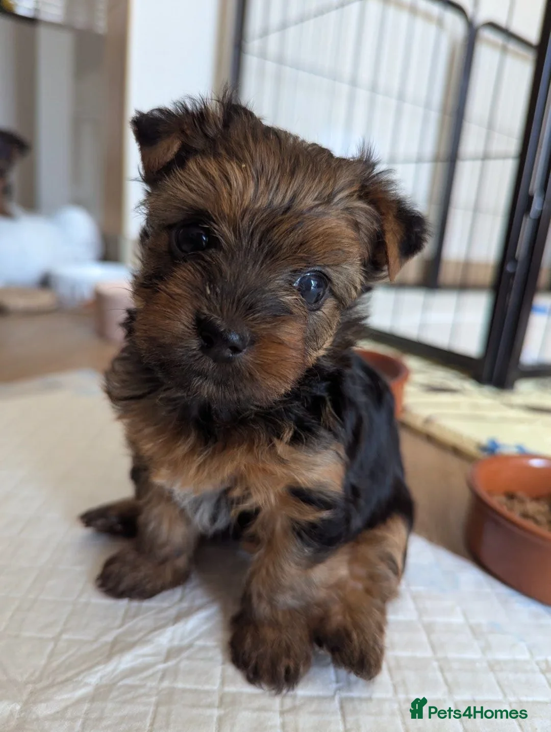 Yorkshire Terrier dogs for sale: Yorkshire Terrier puppies  in Chepstow - Advert 8