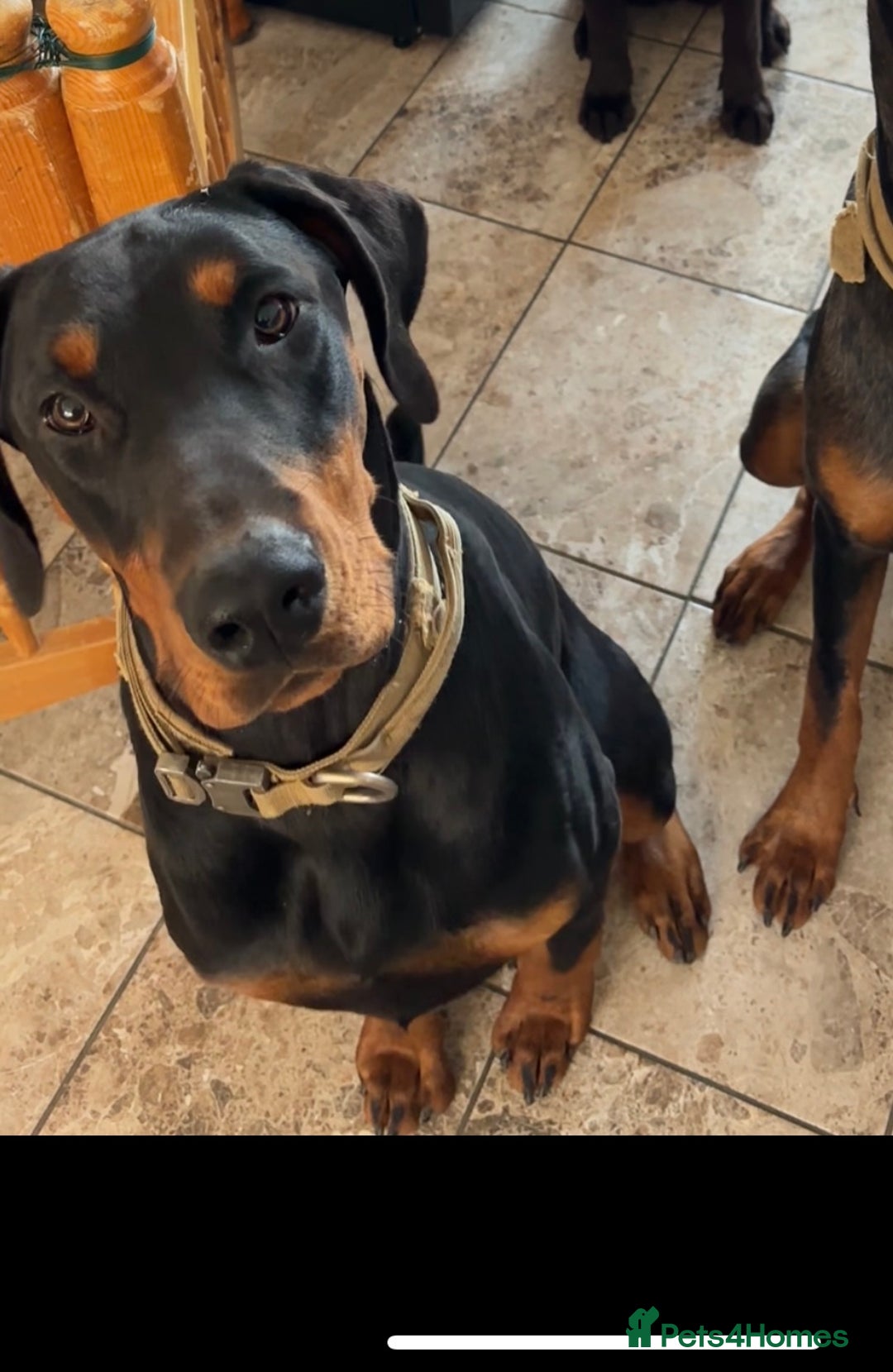 Dobermann dogs for sale: Beautiful Doberman boy for rehome - Advert 5