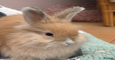 Angora rabbits - Advert 7