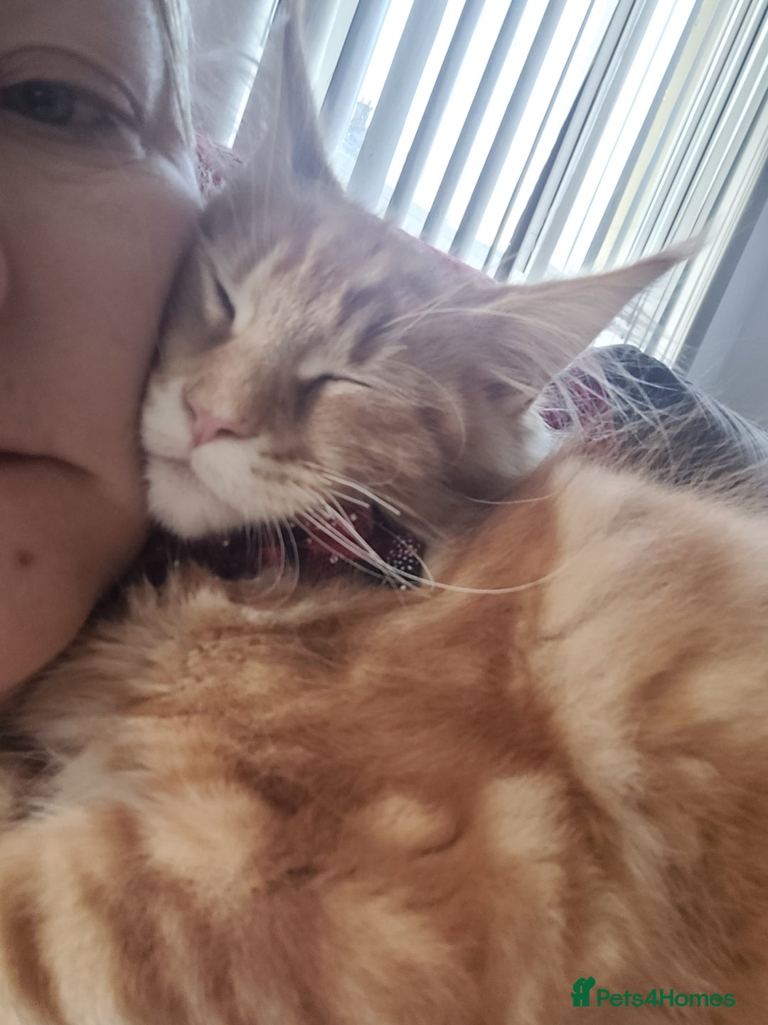 Maine Coon cats for sale: Ginger Maine Coon Kittens  - Advert 9