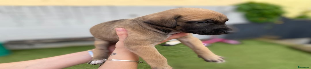 Lurcher Puppy 2