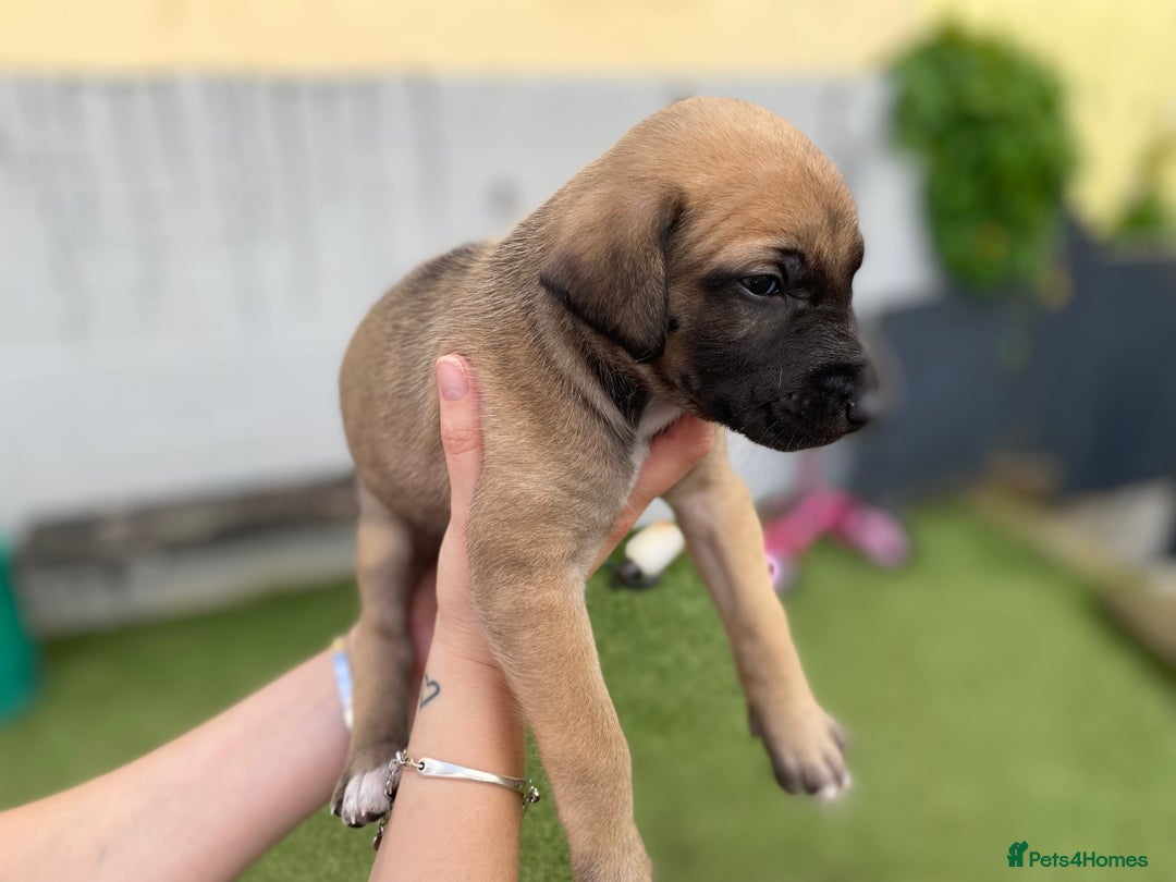 Lurcher dogs for sale: Whippet/greyhound/bull X greyhound/whippet/collieX - Image 14