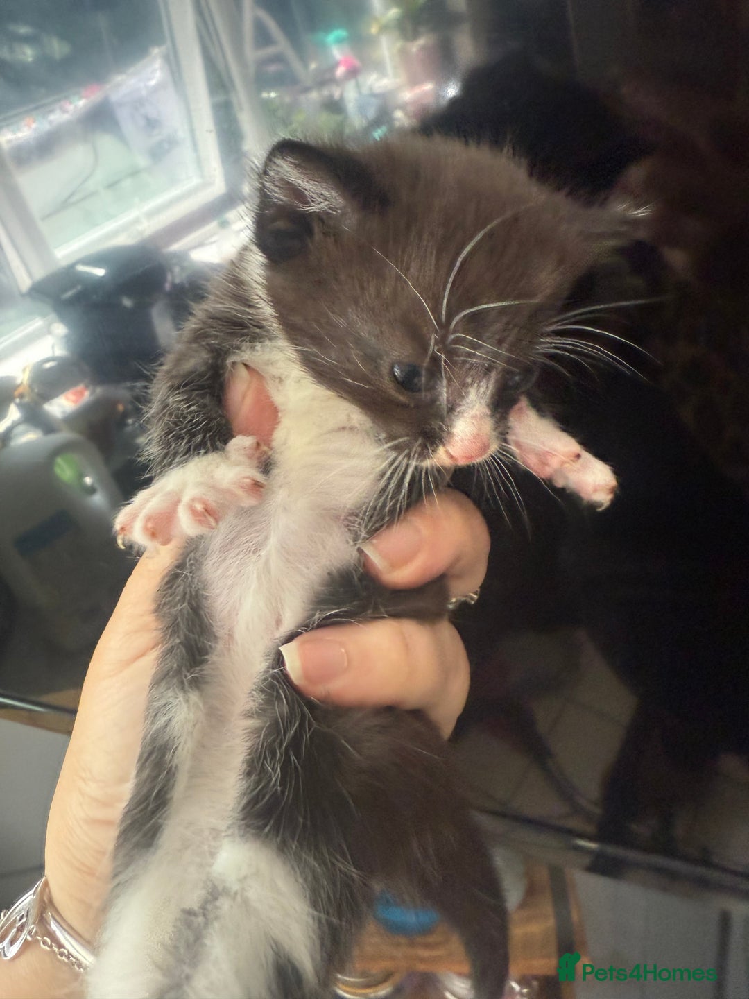 British Shorthair cats for sale: ** Cute 1 x boy and 1 x girl kitten available  - Image 4