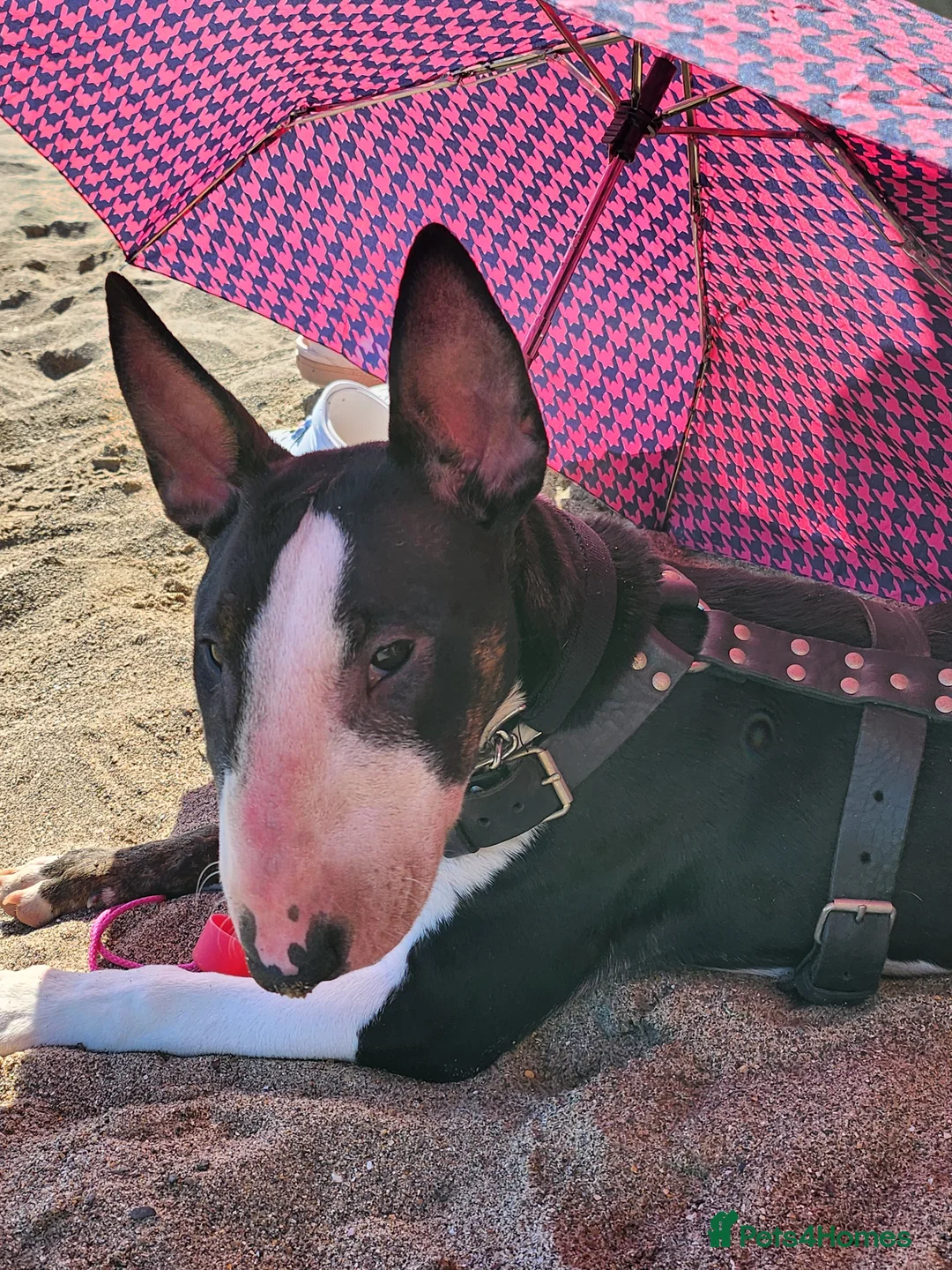 English Bull Terrier dogs for sale: English bull terrier bitch 3 years kc reg in Nottingham - Advert 1