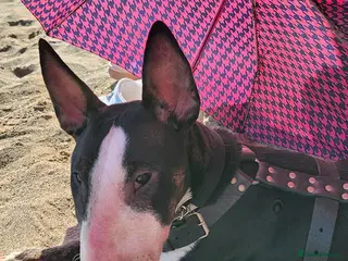 English Bull Terrier dogs English bull terrier bitch 3 years kc reg - Advert 1