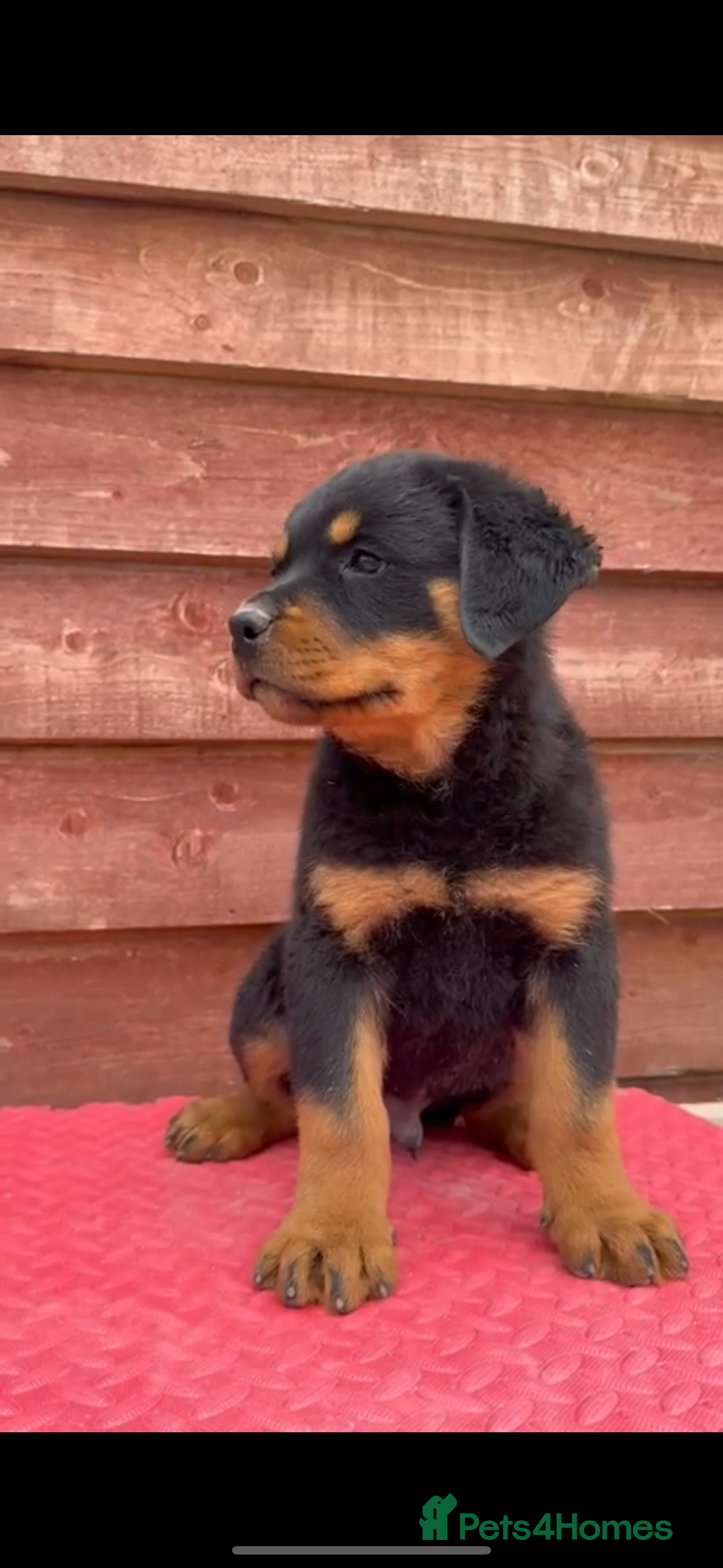 Rottweiler dogs Chunky European Rottweiler puppies £1750 - Advert 2