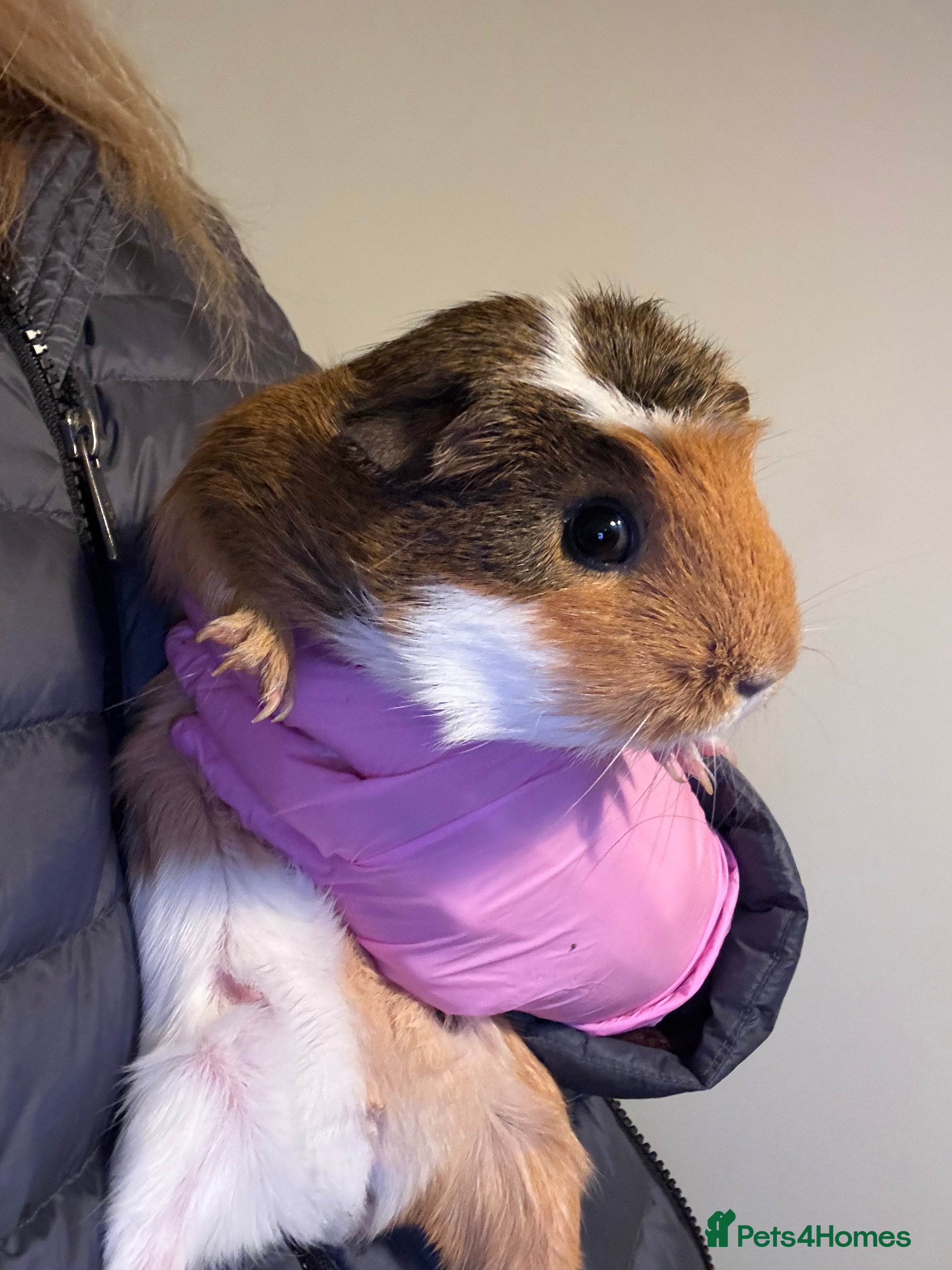 Guinea Pig rodents 2female guinea pigs with indoor hutch - Advert 1