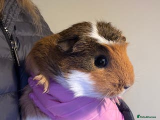 Guinea Pig rodents 2female guinea pigs with indoor hutch - Advert 4