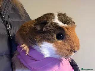 Guinea Pig rodents 2female guinea pigs with indoor hutch SOLD - Advert 10