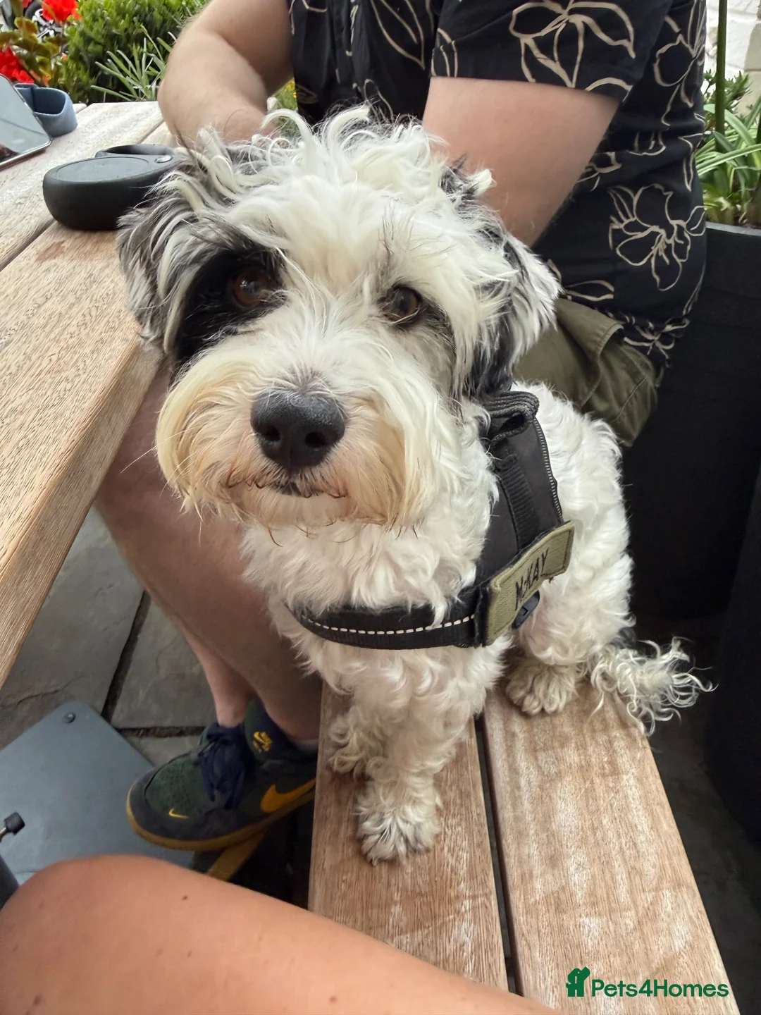 Jackapoo dogs for stud: Stud Male Jackapoo 4y/o  in Durham - Advert 2