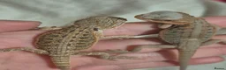Bearded Dragon reptiles for sale: WhiteHypo x red translucent eggs 45days incubated  - Advert 2
