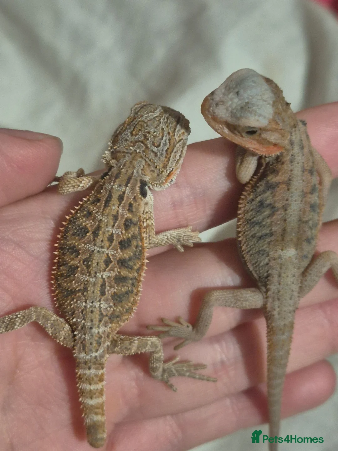 Bearded Dragon reptiles for sale: WhiteHypo x red translucent eggs 45days incubated  - Advert 2