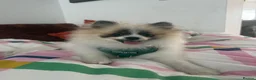 Pomeranian dogs for sale: Adorable Female Pomeranian puppy 7 months old - Advert 5