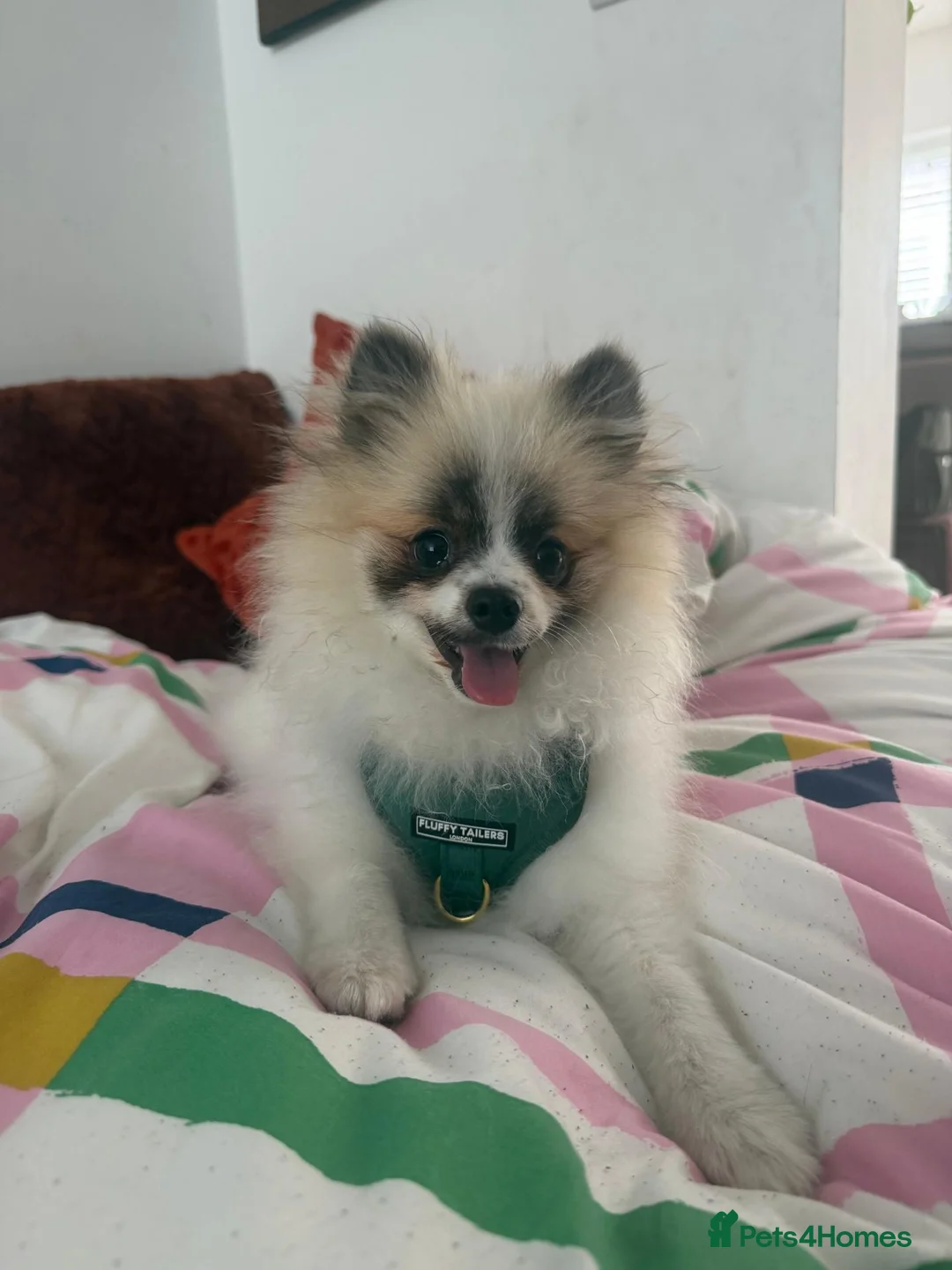 Pomeranian dogs for sale: Adorable Female Pomeranian puppy 7 months old - Advert 5
