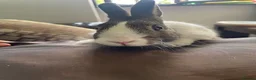 Mixed Breed rabbits for sale: Female and male rabbits in Isleworth - Advert 4