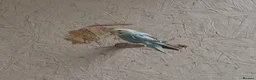 Budgerigars birds for sale: Aviary Budgies in Newton Abbot - Advert 4