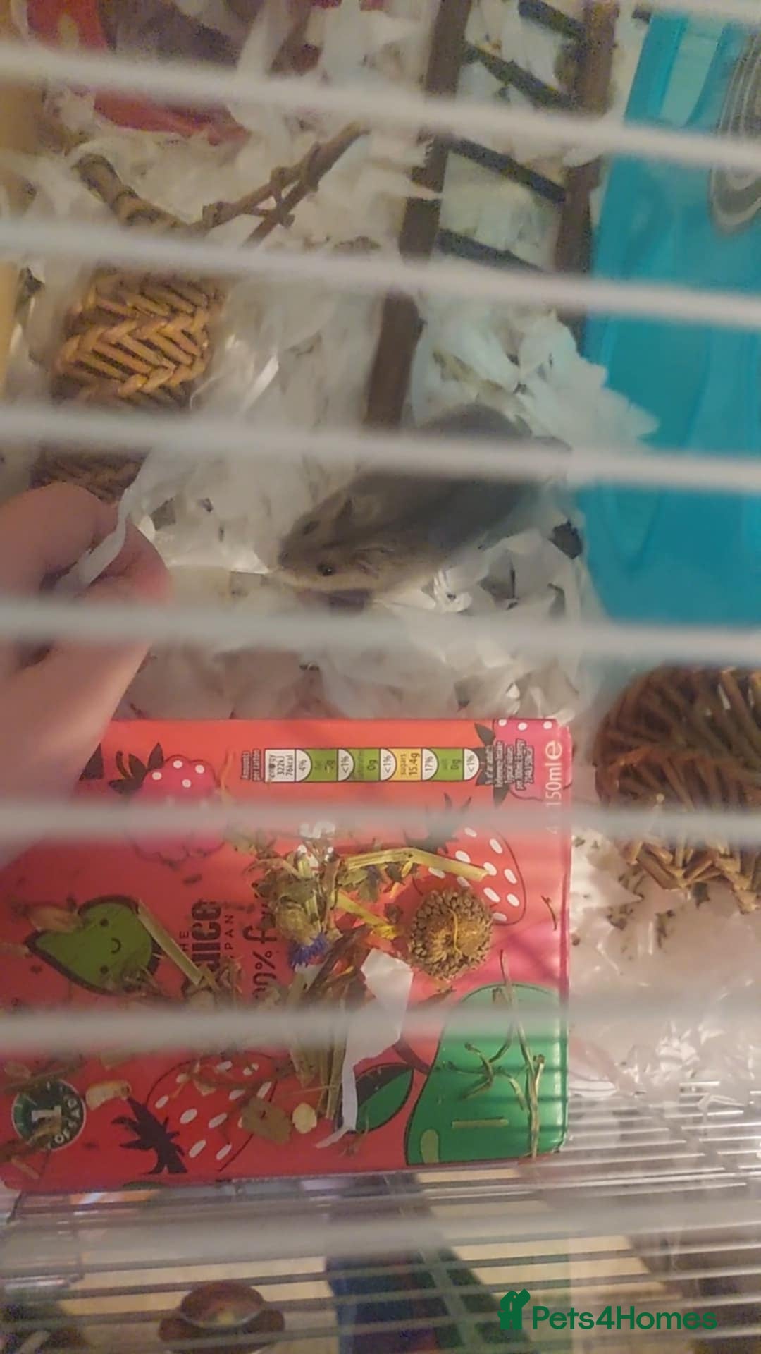 Hamster rodents for sale: Young hamster cheap to good home with bigger cage - Advert 3